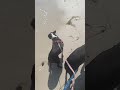 First time at the beach for Tuxedo and Bella!