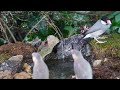 Cat TV | Dog TV! 4HRS of Soothing Birdbath with Birds Chirping for Separation Anxiety, No Loop! A142