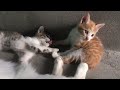 Homeless kittens Are Screaming For Their Mother Cat!