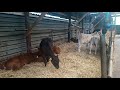Calf rearing. Weaned calf rearing routine