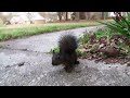 A Real Squirrel Attacks!