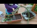 【养花·种菜】031 玫瑰扦插最详细全过程展示 How to Grow Roses From Cuttings