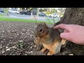 Hanging out with the Squirrels in the Park