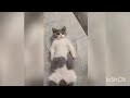 Funniest animals#cats#dogs funny videos,try not to laugh🤣🤣