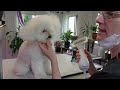 Miniature poodle full groom and explanations (Miniature Poodle/Mats-Line brushing and more!)