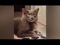 Funny DOGS and CATS Videos 2024 🐰😹 Best Funniest Animal Videos of July🐰