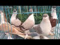 best quality & big siz seraji pigeon lot available 6 pics only 4000 by sonu ansari #serajikabootar