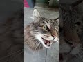 Half Maine Coon Cat Meows Compilation