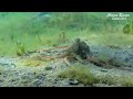 Atlantic Longarm Octopus hunting / foraging for crabs and catches two - OctoNation