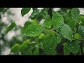 Ambient Sounds for Relaxation | Gentle Rain Sounds and Relaxing Melodies🌧️🌊