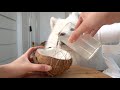 Dog Eating Crunchy Coconut