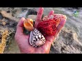 Catch puffer fish and hermit crabs, snails, conch, stingrays, crabs, sea fish, nemo fish, lionfish