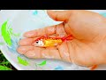 Menangkap Ikan Glofish, Ikan Mas Koki, Ikan Molly, Ikan Memphis, Ikan Lemon, Ikan lele#fish 9