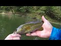 TROUT MAGNET Creek Fishing - HOW TO Setup, Rig & Fish + TIPS