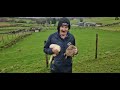 Ferret catches loads of Rabbits #farm sheep cows #farming #irish #animals #tractors #dog #lambs #cal