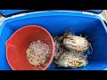 CRABBING - Set Crab Pots | SEAFOOD FEAST - Cook Up!