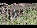 Gorgeous Great Egret Vocalizing then Preening - Lake & Trees Habitat