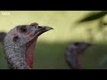 Turkeys Play with Deer and Squirrels | BBC Earth