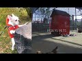 🤣😂 Funny Dog And Cat Videos 🤣😹 Best Funniest Animals Video 2024 #1
