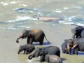 Sri Lankan elephants bathing