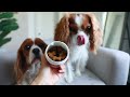 COMMON HEREDITARY ISSUES IN CAVALIER KING CHARLES SPANIELS AND HOW WE MANAGE WITH HEALTHCARE ROUTINE