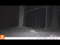 Opossum chasing a mouse 7-21-24