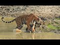 Tiger Takes A Dip