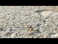 #FLATEARTH #Ants August 2017
