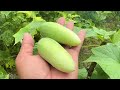 The secret to growing cucumbers from cucumbers fruit using all these simple techniques