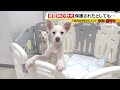 【一斉に遠吠え】約５０頭の『野犬』うろつく港町「突然襲ってくる可能性も...」夜中に激しい鳴き声「寝られへんねん」【ＭＢＳニュース特集】（2024年7月18日）