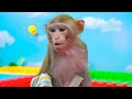 Monkey Nana goes to the toilet and plays with Ducklings in the swimming pool | Monkey Nana