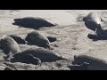 Elephant Seal Bull Chases off Rival Male