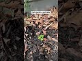 Tour of my herb garden