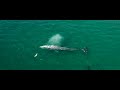 What Bit this White Shark? & Footage From California You Have to See to Believe