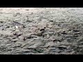 Unbelievable Fishing Video | Machhali Wala Video