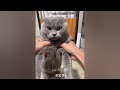 When God sends you a funny cat and dog🤔Funniest cat and dog ever😻🐕‍🦺