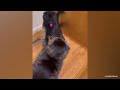 Can't Stop Laughing! Best Funny Cat Videos 2024