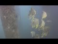 Diving Bali - The Jetty - What lies beneath ?!