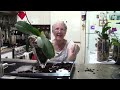 Checking orchids roots on oldest orchid in glass vase