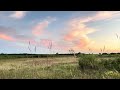 Sandhill cranes coming in to rest