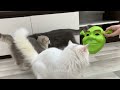 Funniest Animals 😅 New Funny Cats and Dogs Videos 😻🐶 Part 1