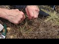 Cut and Peel Weed Treatment Method