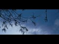 Dance of the Trees | SONY FX30 | Sigma 18-50MM F2.8 | 4K Cinematic Film