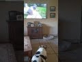 Lucy the bulldog -- television critic