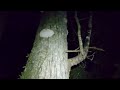 Wild colony of Ganoderma sp. on old tree
