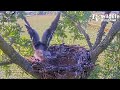 #178🦅Falcon Nest❷ Dorset Hobby Camera Live 2024