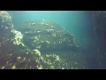 Wekiwa Springs Free Diving