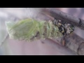 Black swallowtail caterpillar to chrysalis