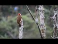 Video Burung HD