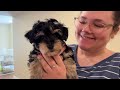 Training Puppies from 8 to 16 Weeks & What SVCC Schnauzers Eat